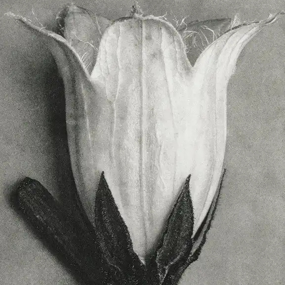 Home Image for service