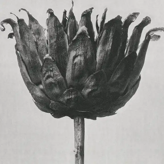 Home Image for service